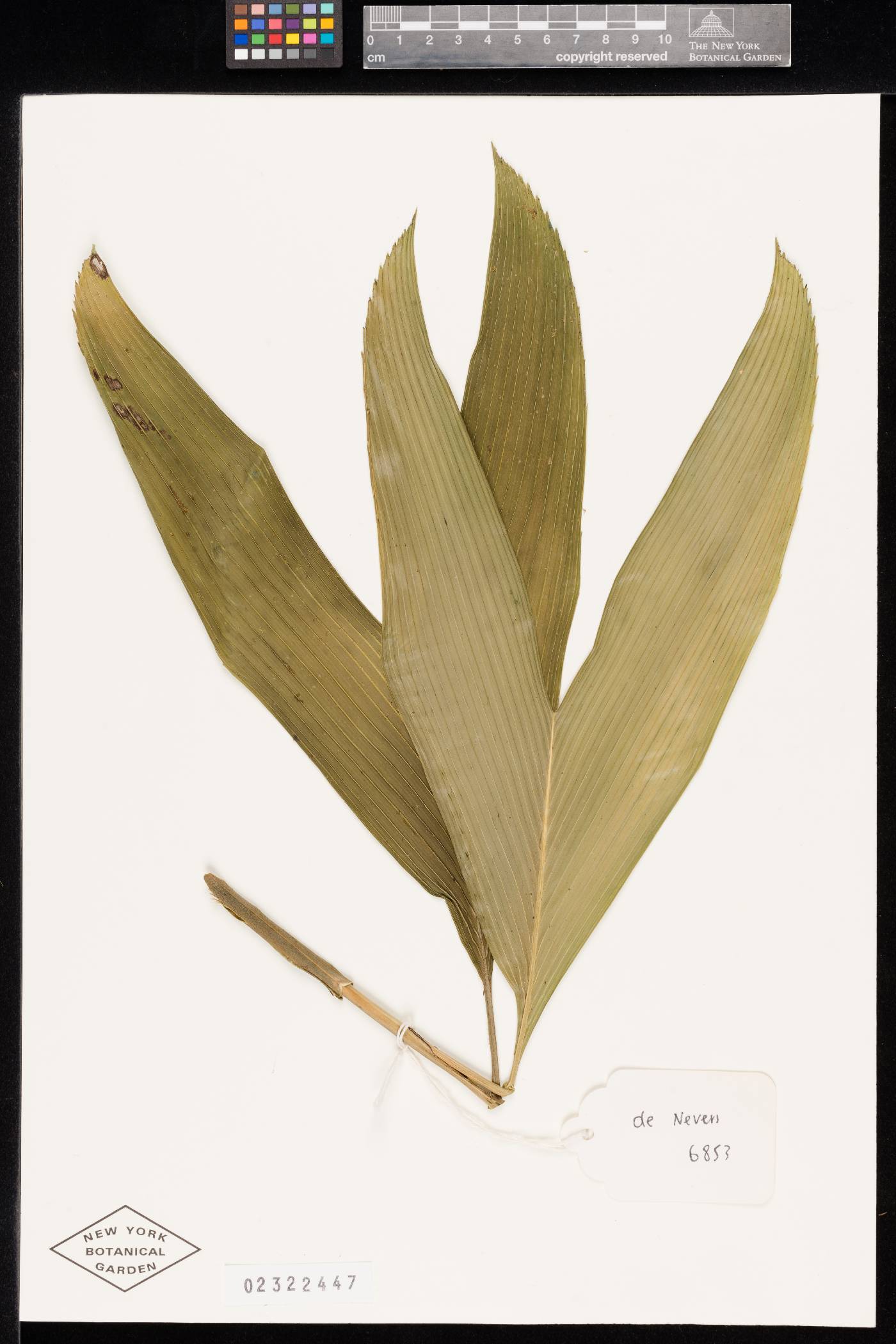 Chamaedorea palmeriana image