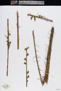 Bactris glandulosa image