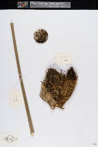 Bactris glandulosa image