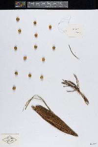 Bactris gracilior image