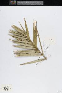 Bactris guineensis image
