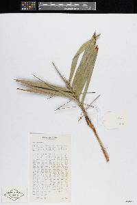 Bactris guineensis image