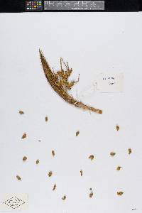 Bactris hondurensis image
