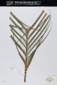 Calyptrogyne ghiesbreghtiana image