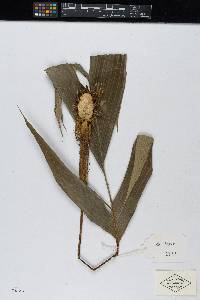 Calyptrogyne panamensis image