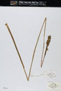 Calyptrogyne panamensis image