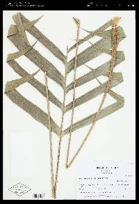 Geonoma cuneata image
