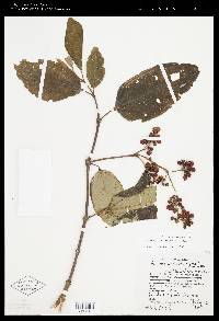Axinaea costaricensis image