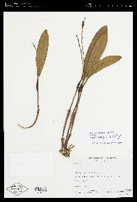 Image of Stelis leucopogon