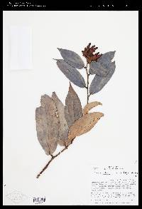 Cavendishia bracteata image