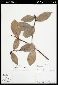 Cavendishia calycina image