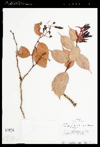 Cavendishia chiriquiensis image