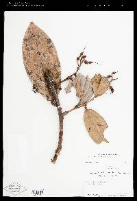 Cavendishia copeensis image