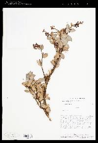 Image of Cavendishia gomezii