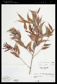 Cavendishia melastomoides image