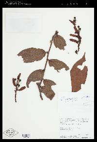 Cavendishia panamensis image