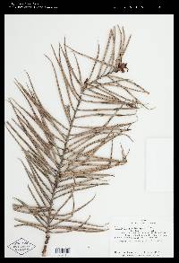 Cavendishia pseudostenophylla image