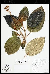 Meriania grandiflora image