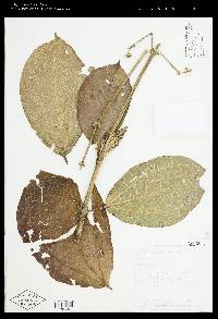 Meriania phlomoides image