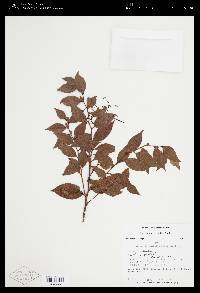 Gaultheria gracilis image