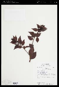 Gaultheria gracilis image