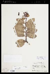 Macleania rupestris image