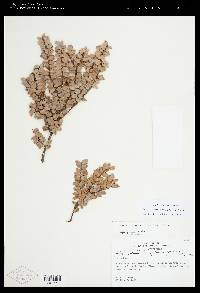 Sphyrospermum buxifolium image