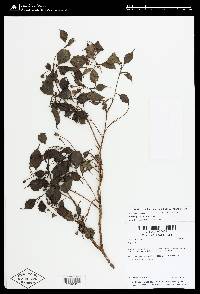 Blakea pauciflora image