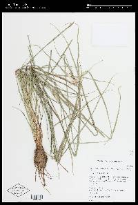 Rhynchospora nervosa image
