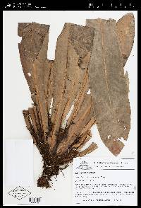 Elaphoglossum backhouseanum image