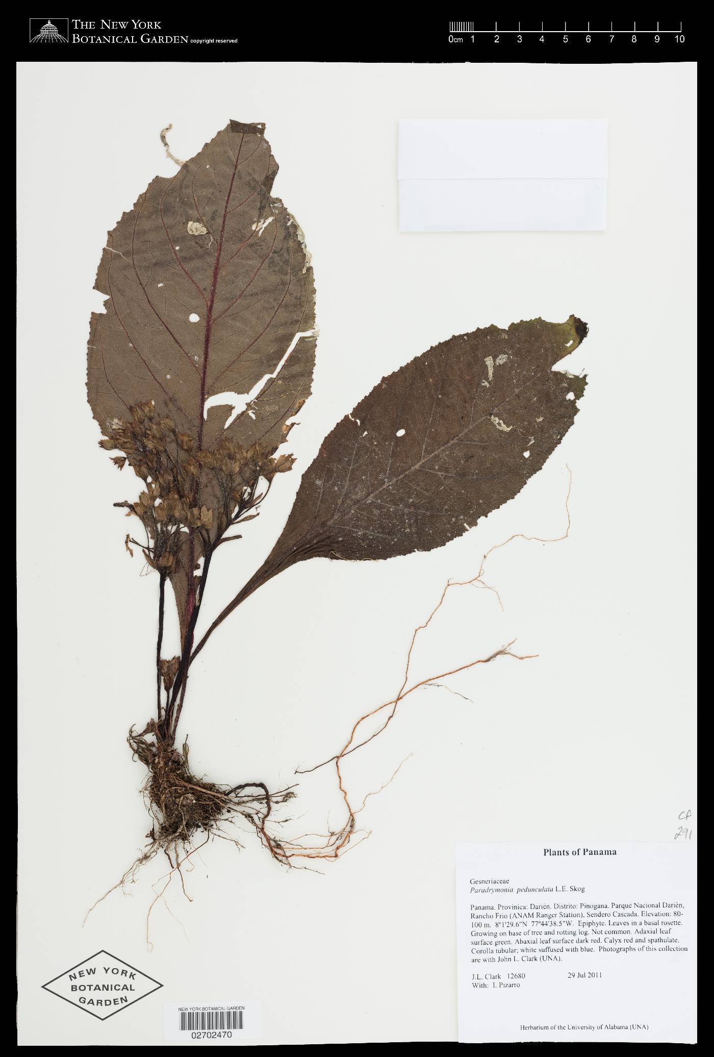 Paradrymonia pedunculata image