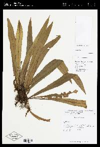 Elaphoglossum valdespinoi image