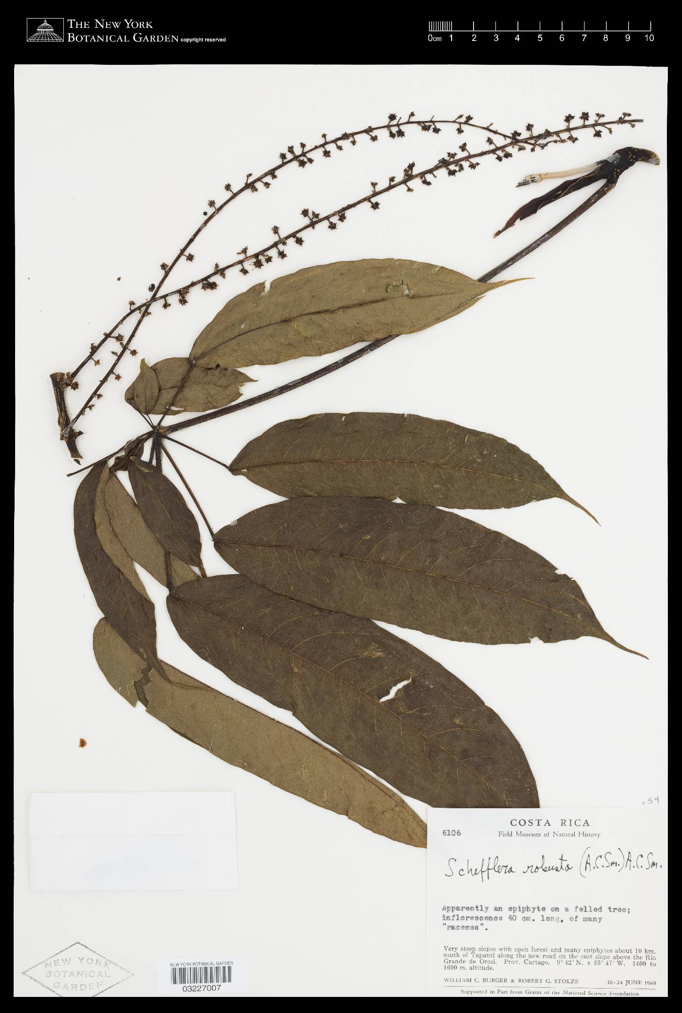 Schefflera robusta image