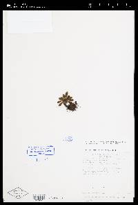 Elaphoglossum herrerae image