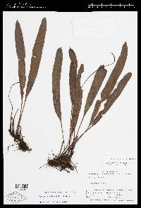 Elaphoglossum ciliatum image