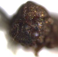 Endoiastus caviceps image