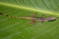 Image of Anolis limifrons
