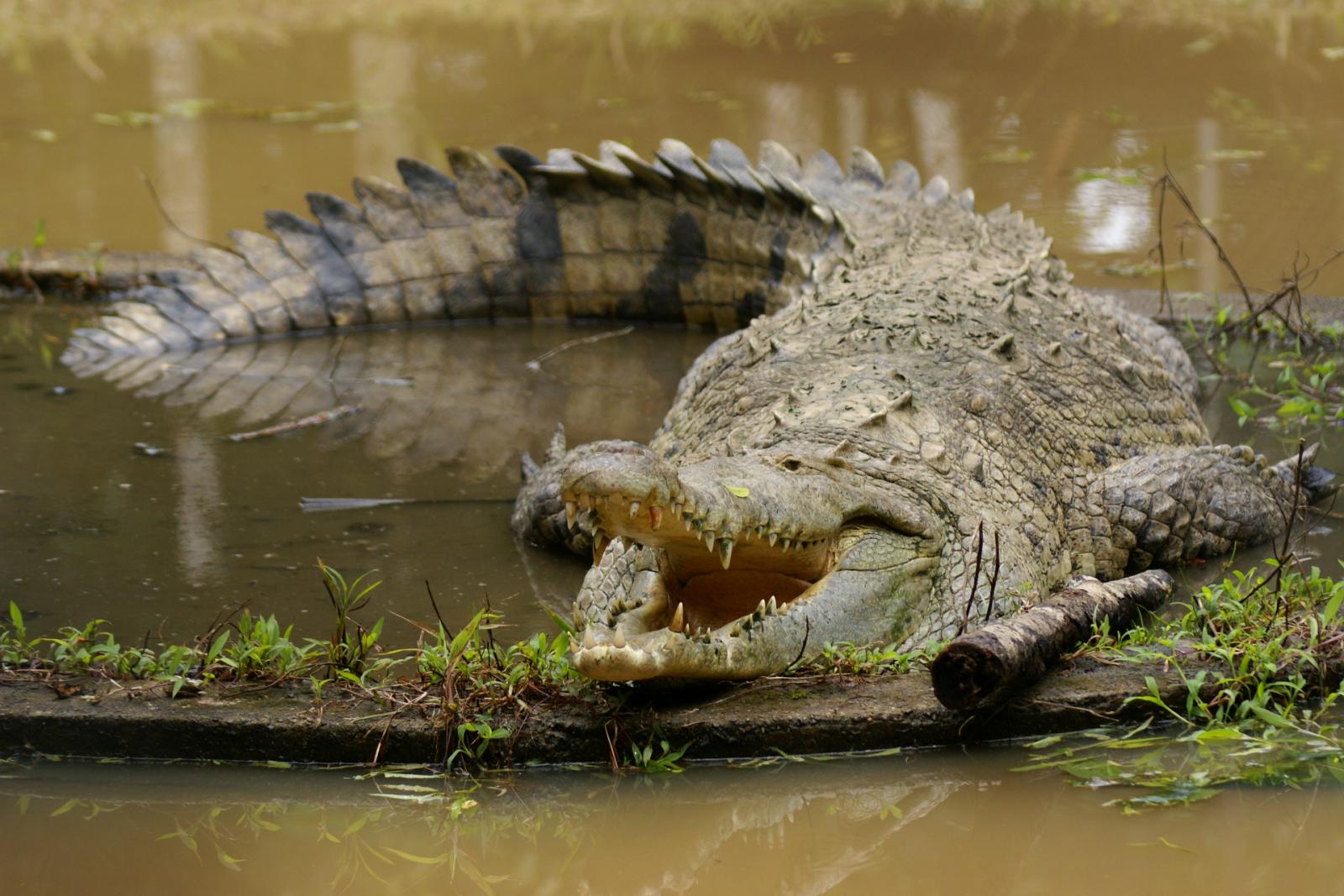 Crocodylidae image