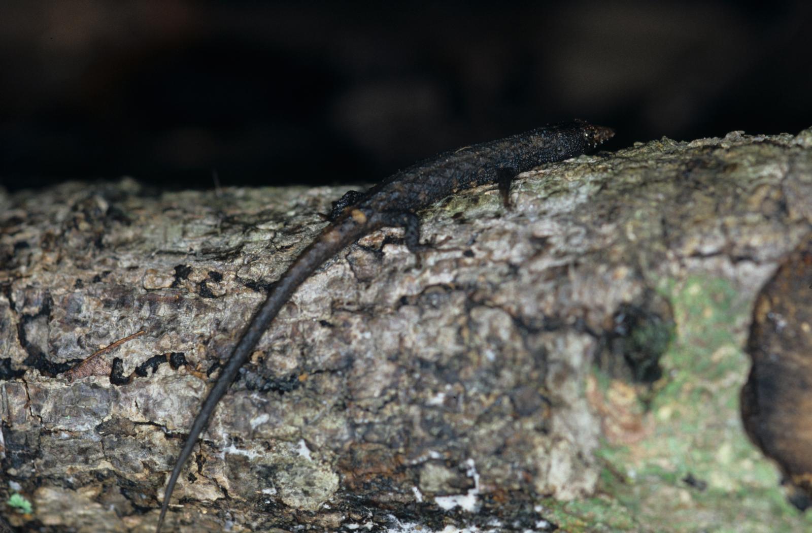 Echinosaura panamensis image