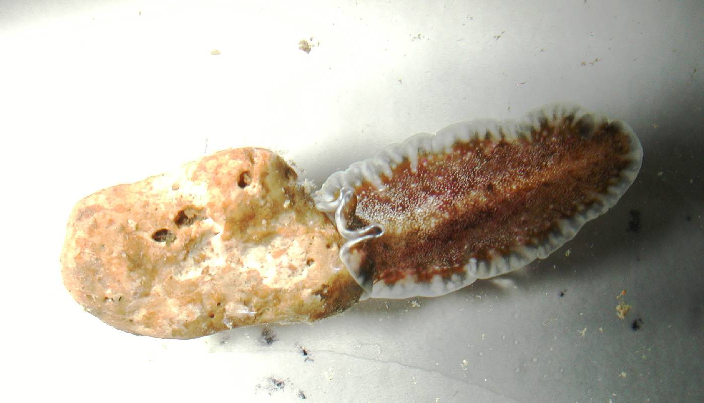 Pseudoceros bicolor image