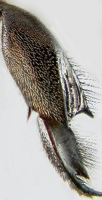 Eulaema nigrita image