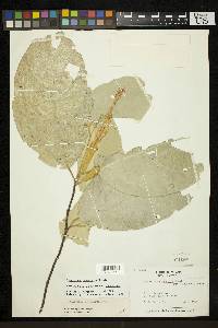 Quararibea pterocalyx image