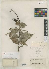 Image of Cavendishia splachnoides
