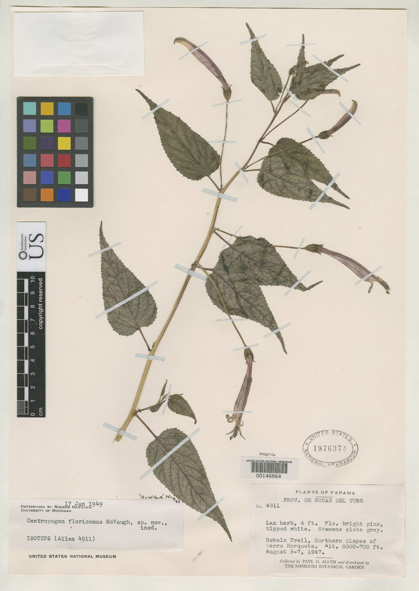 Centropogon floricomus image