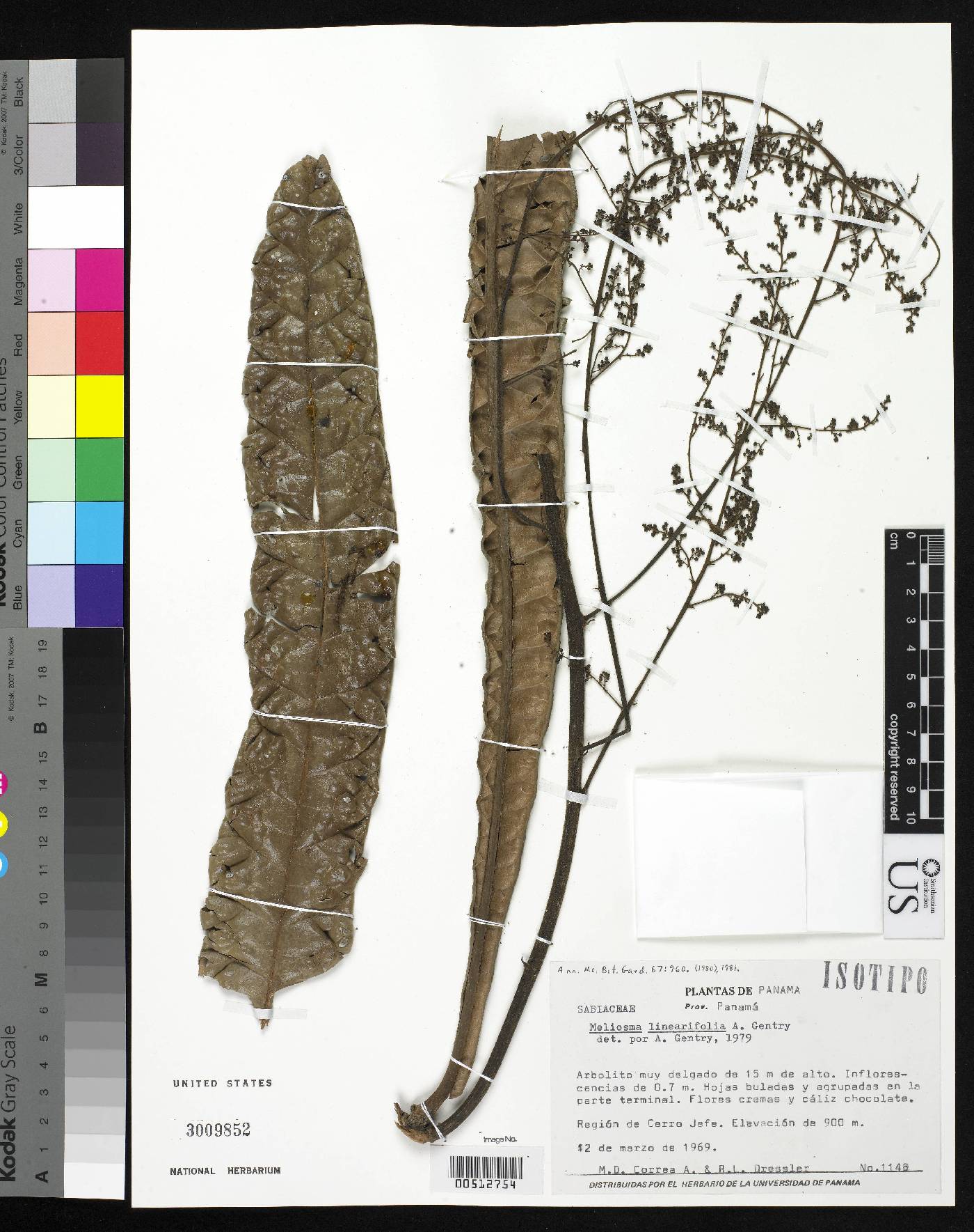 Meliosma linearifolia image