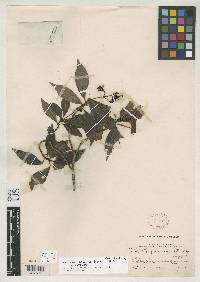 Psychotria chiriquina image