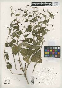 Centropogon luteynii image