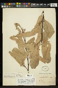 Quararibea stenophylla image
