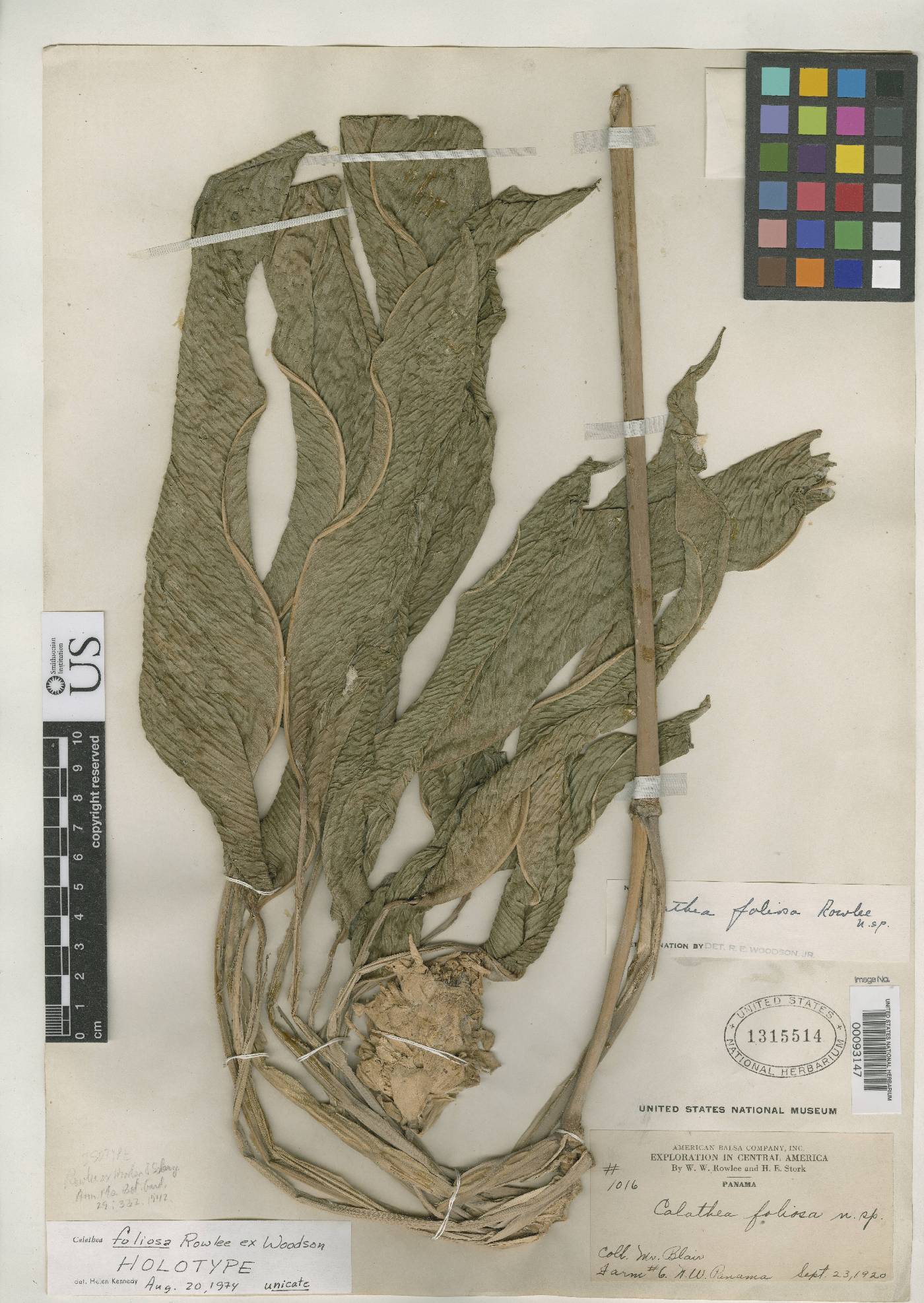 Calathea foliosa image
