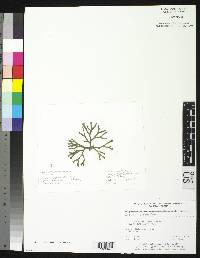 Image of Codium decorticatum